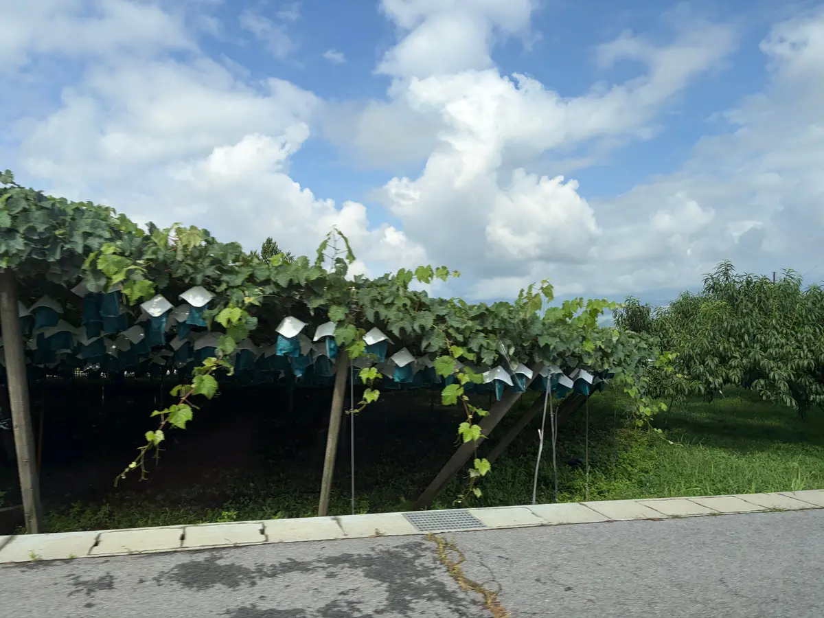 緑豊かなツル植物がアーチ状に広がり、反射板が吊るされている。背景には白い雲が浮かぶ青空。手前にはアスファルトの道とコンクリートの縁石。