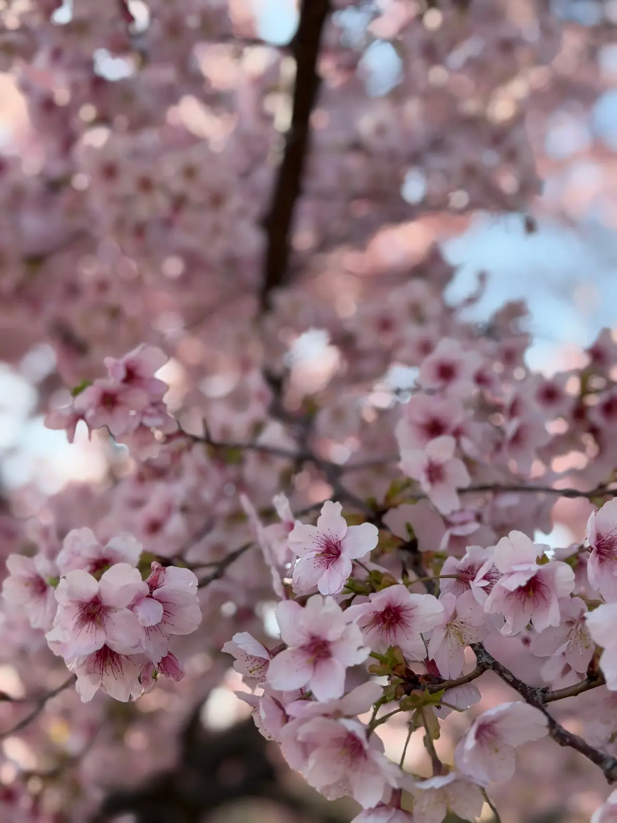 義母から譲り受けた着物で、卒業式へ　着付の画像_3