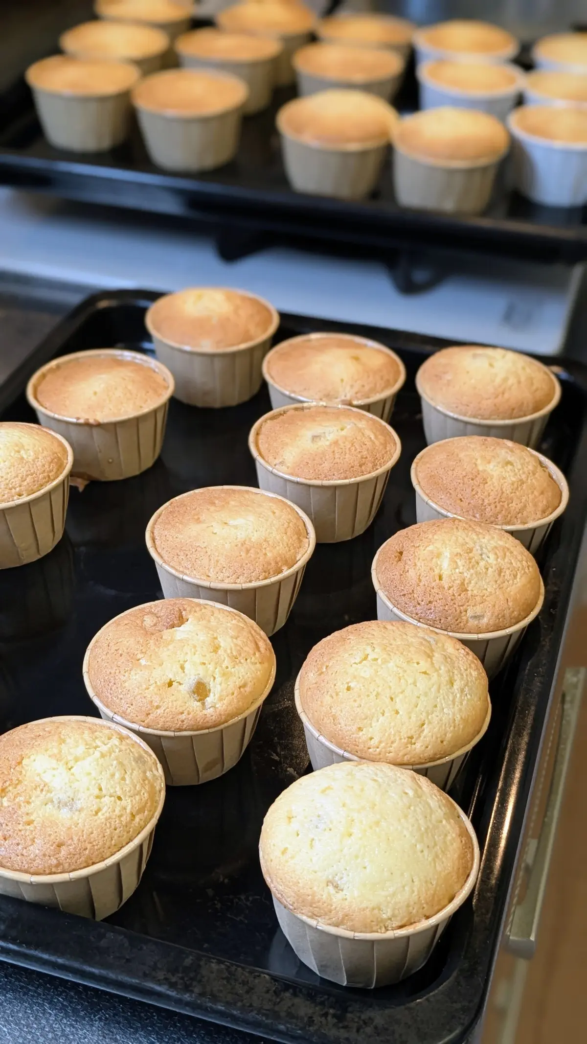焼きあがったカップケーキが2つの天板に並んでいる。紙製のカップに入った、ふっくらとした黄色いカップケーキ。手前には12個、奥には20個ほど並んでいる。
