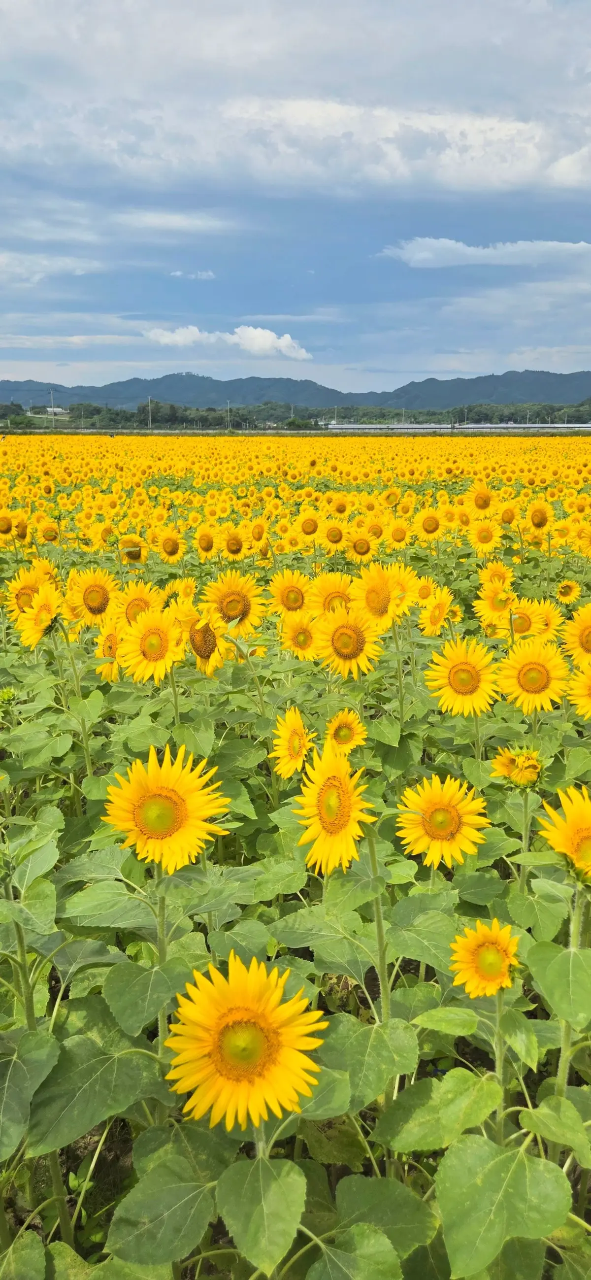 広大なひまわり畑。鮮やかな黄色の花が咲き、緑の葉が茂る。遠景には山々が連なり、青空に白い雲が浮かんでいる。