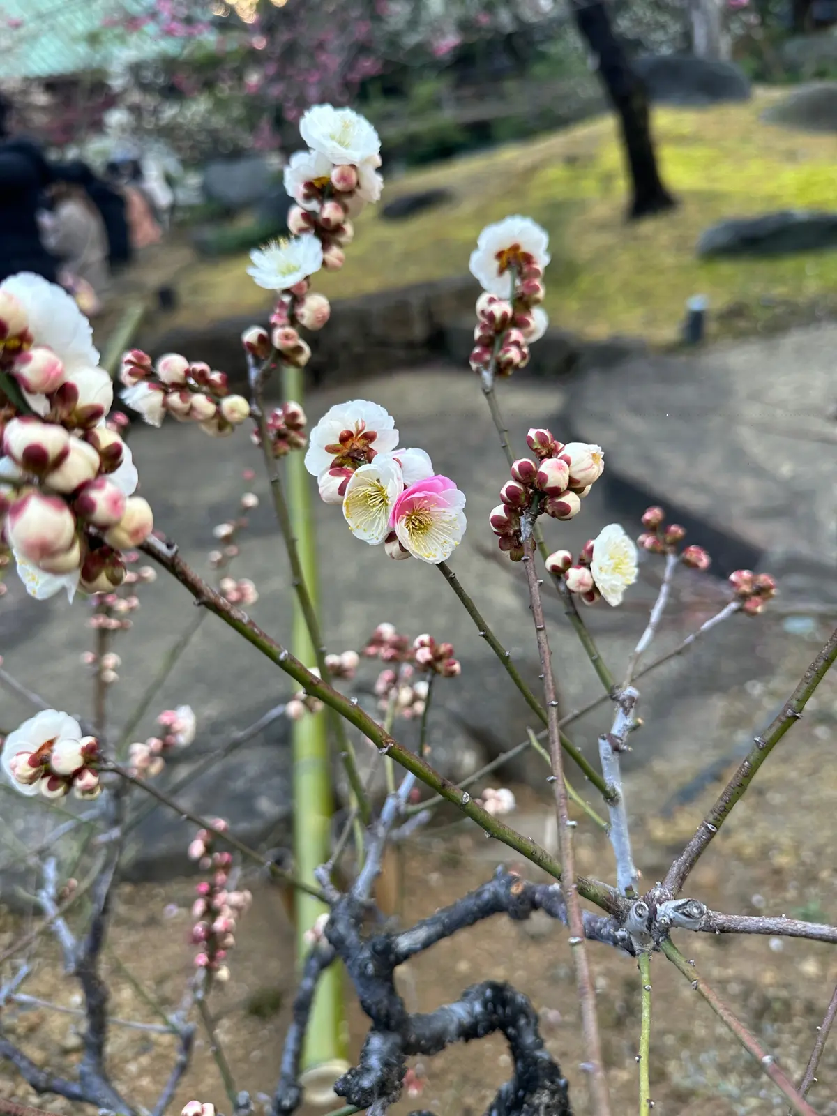 梅まつり　梅　湯島天満宮　湯島　菅原道真　２色　紅梅　白梅