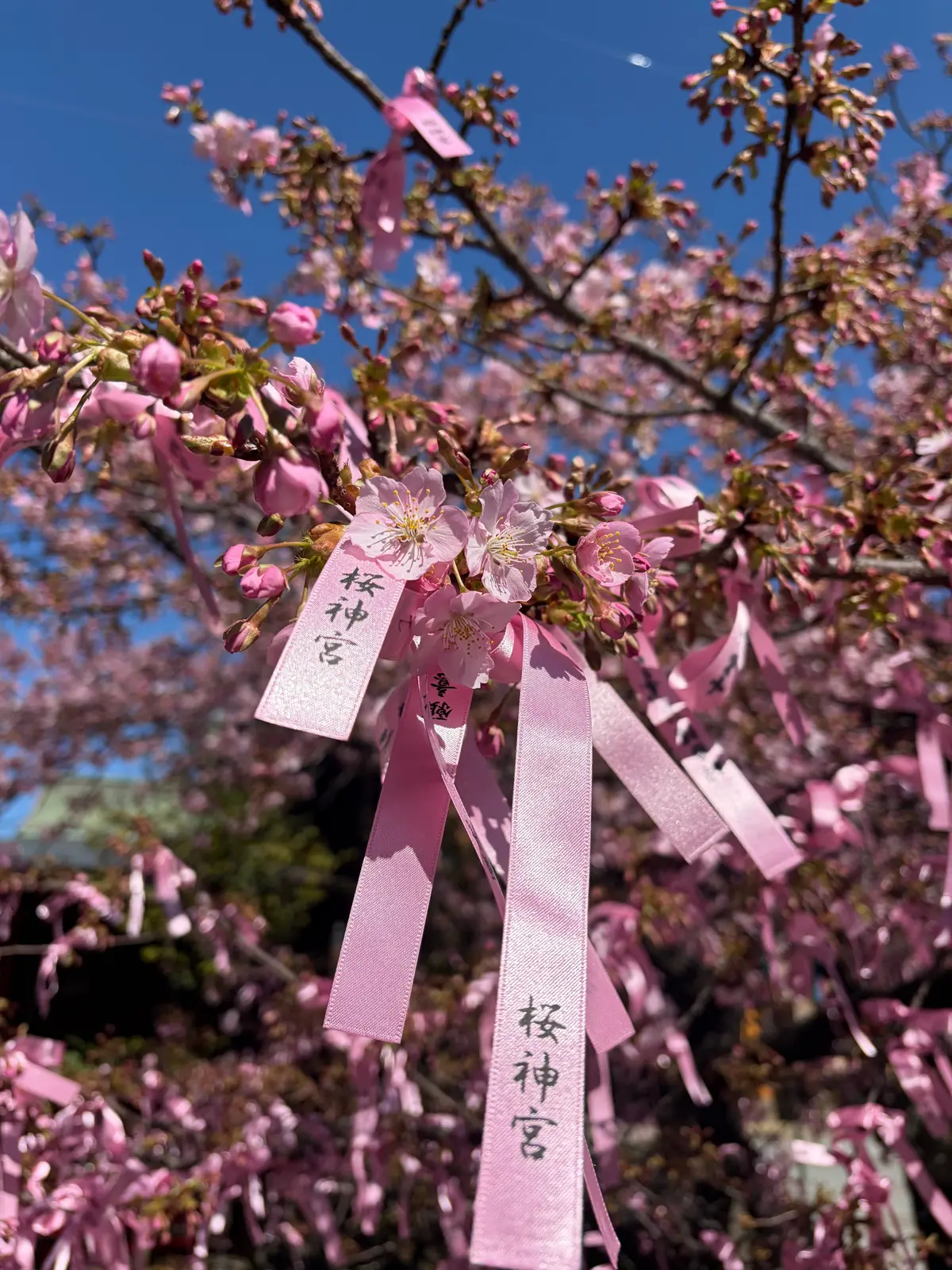 お花見　河津桜　開花情報　桜神宮　御朱印　世田谷散歩　御朱印散歩　ヴィヨン　バームクーヘン　桜新町　jマダムのブログ　世田谷の河津桜