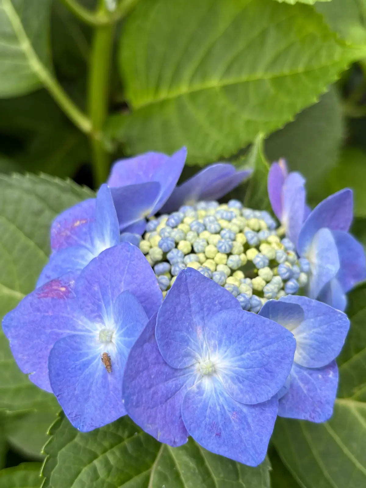 青い花びらが集まったヒドコシス、緑の葉に囲まれた花房