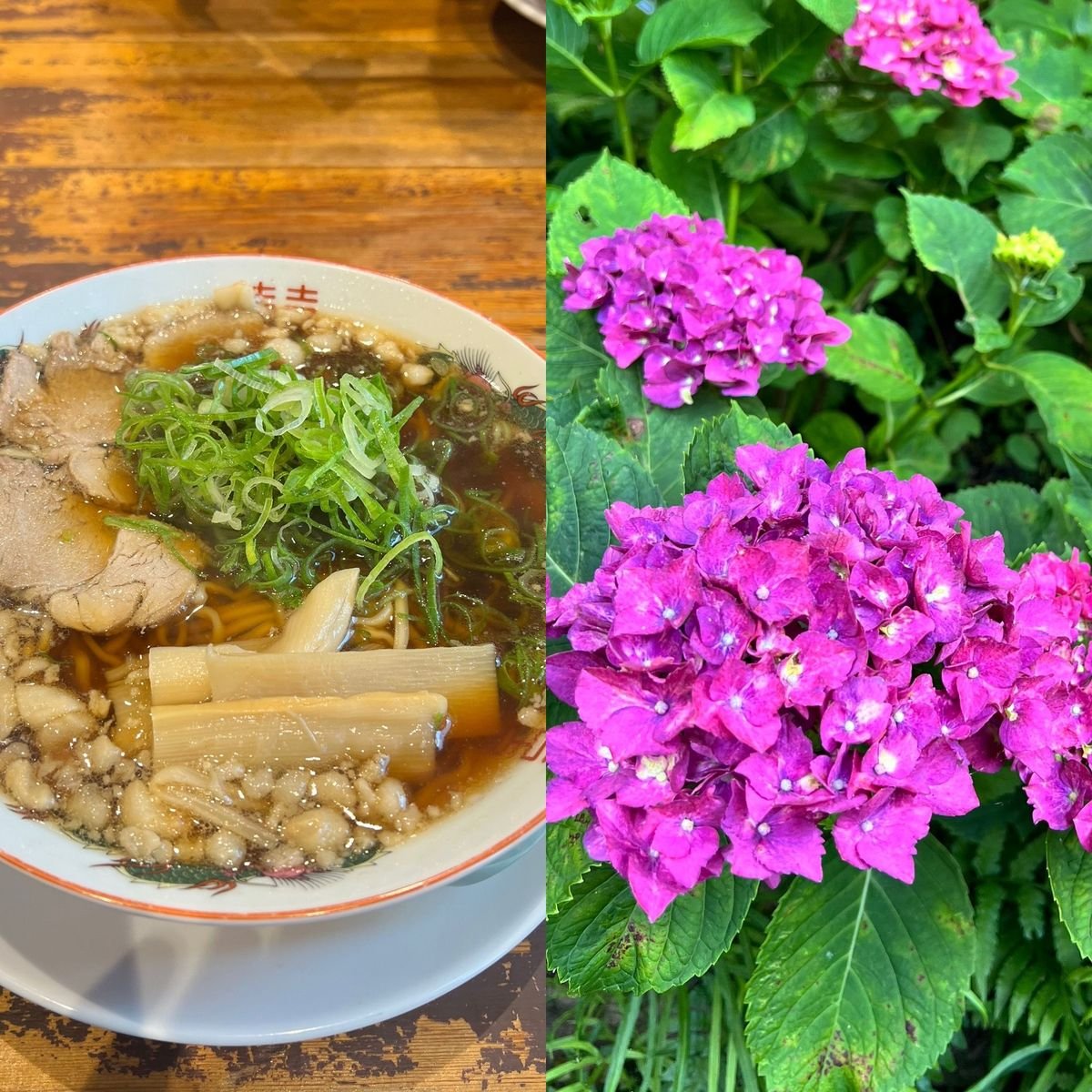 行列ができる尾道ラーメン「丸ぼし」の後は三景園のあじさいに癒されました