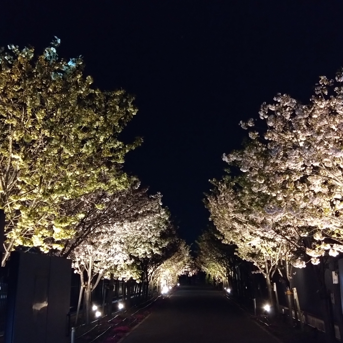 ライトアップもきれい！造幣局さいたま支局　桜のさんぽ道