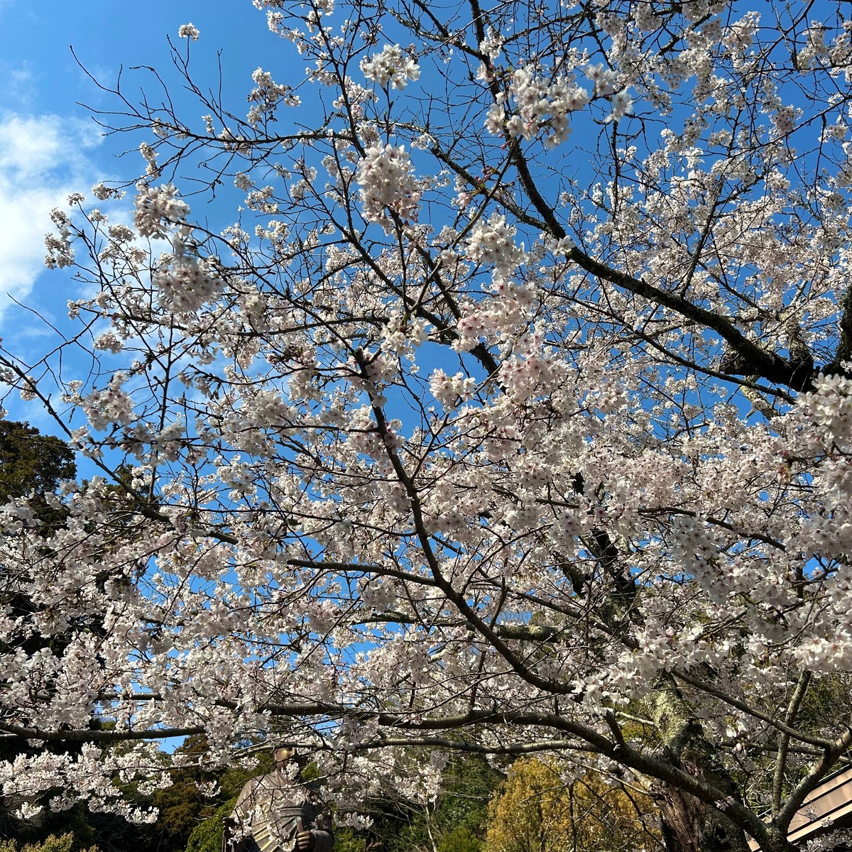 混雑を避けて楽しむ鎌倉の桜とお花見スポット。外さない名店、幻の“からすみ蕎麦”『月と松』へ【保存版｜鎌倉グルメ】