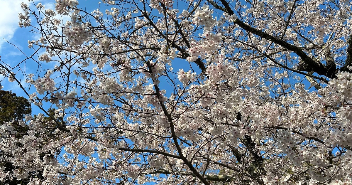混雑を避けて楽しむ鎌倉の桜とお花見スポット。外さないの名店、幻の“からすみ蕎麦”『月と松』へ【保存版|鎌倉グルメ】のサムネイル画像