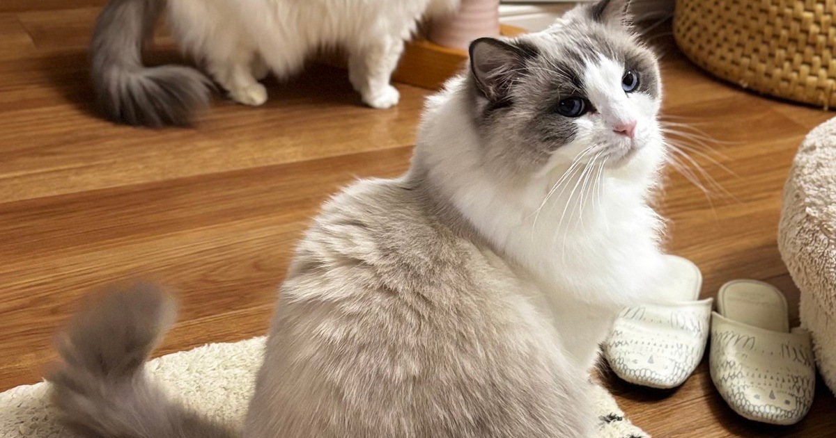 2月22日 猫の日🐈🐈｜Web eclat（ウェブエクラ）