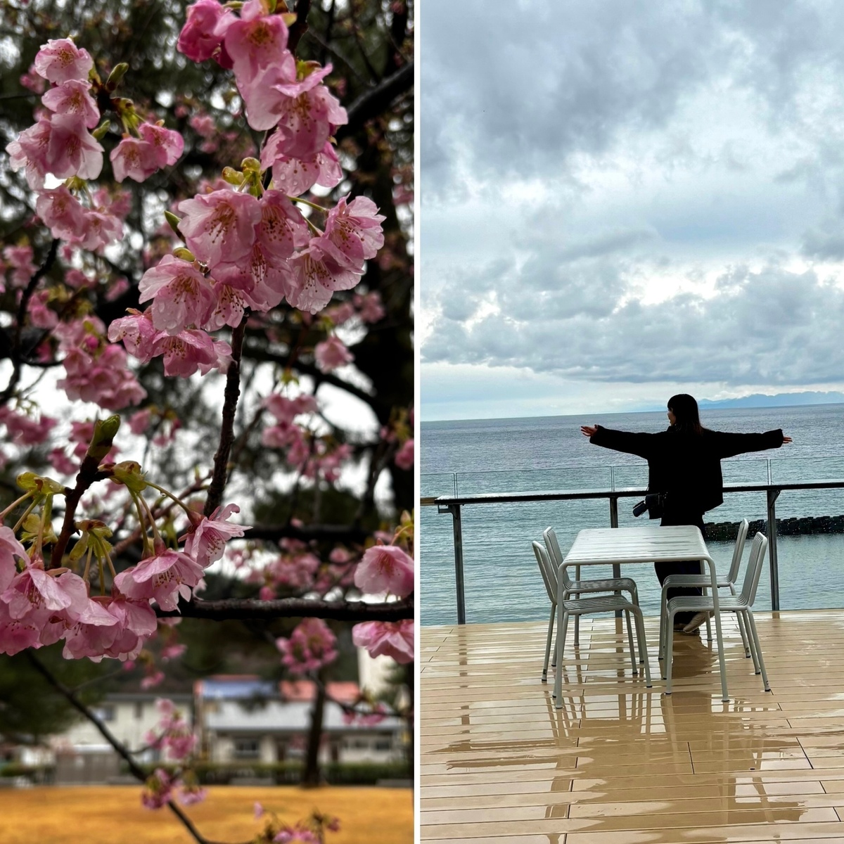 西伊豆へワンコとおでかけ♪日本一開花の早い土肥桜が見れました