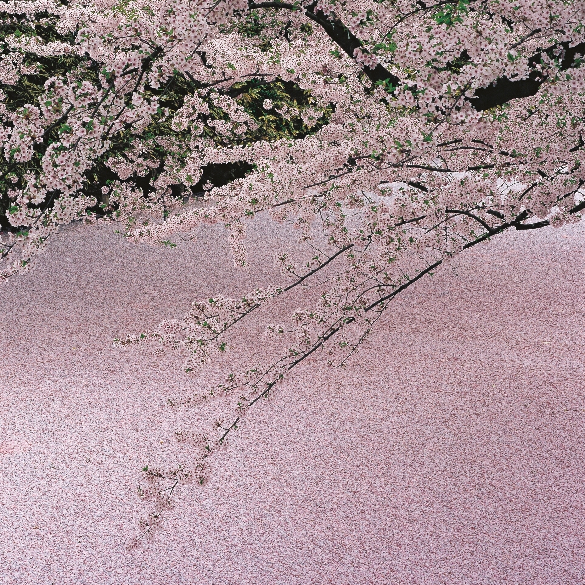 桜守を受け継ぐ、17代目佐野藤右衛門が伝える「いま愛でたい桜」