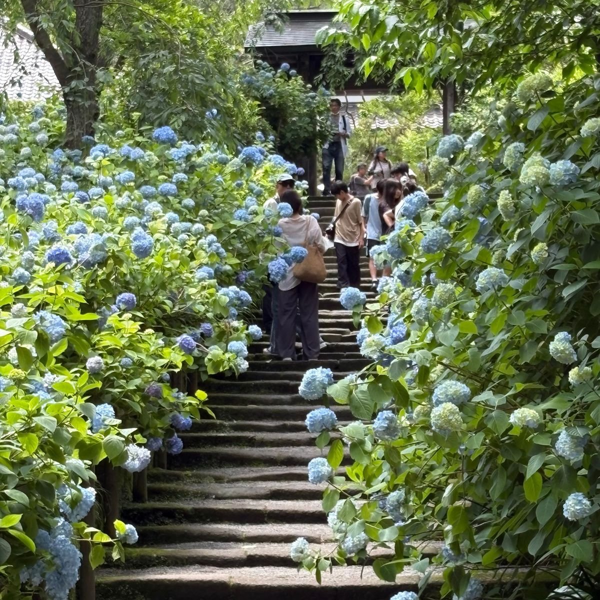 やって来ました！紫陽花の季節🎶賑わう鎌倉の「今」