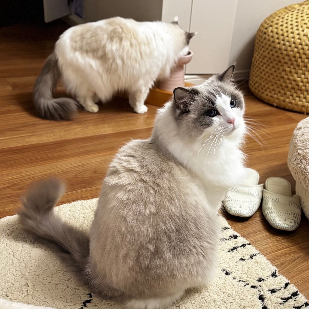 2月22日 猫の日🐈🐈