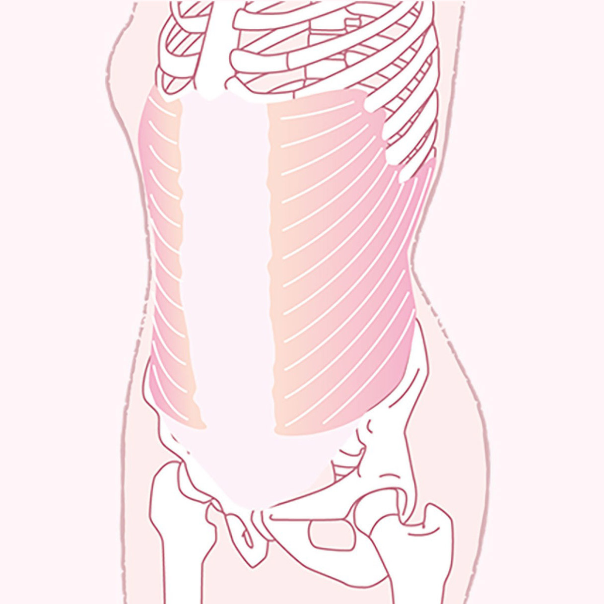 体幹ってどこのこと？鍛えるべきアウターマッスルとインナーマッスル、7つの筋肉をイラスト解説