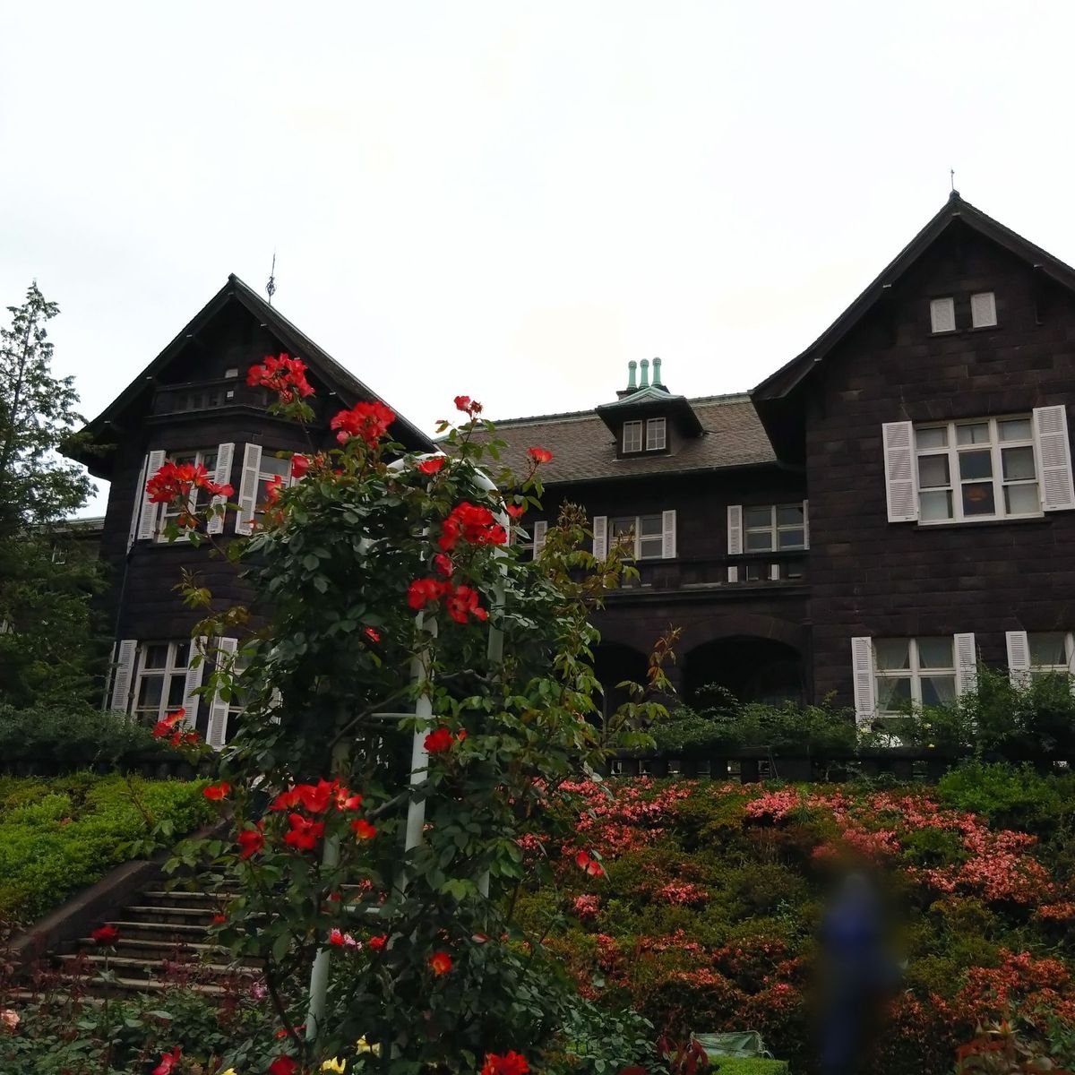紫陽花と薔薇