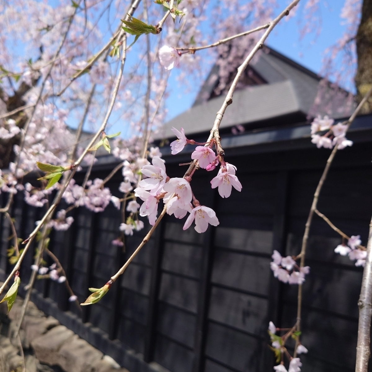 秋田・角館とその周辺の桜。今年も滑り込みでお花見🌸動画あり🎦