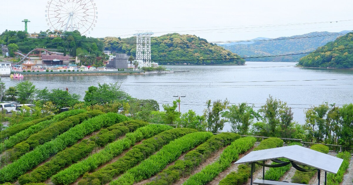 お茶の魅力を満喫する旅行体験