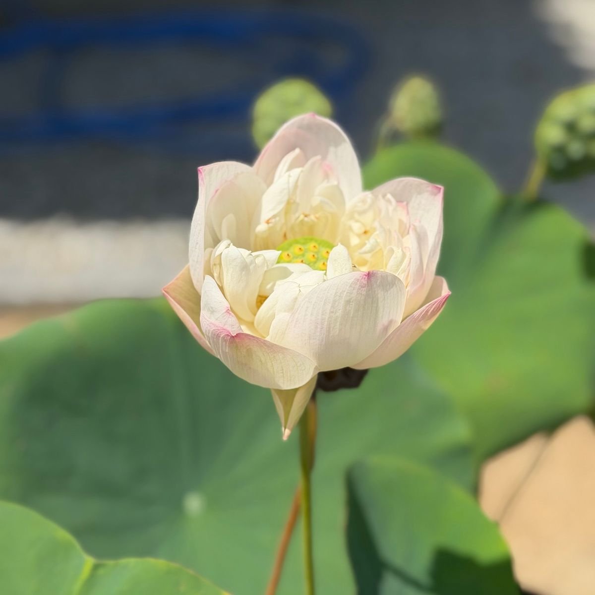 義父の初盆