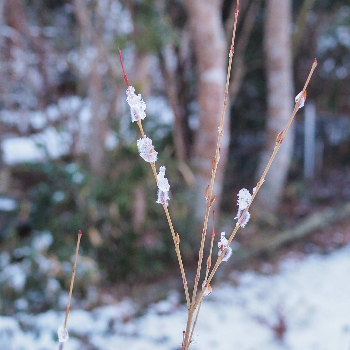 雪の里山暮し