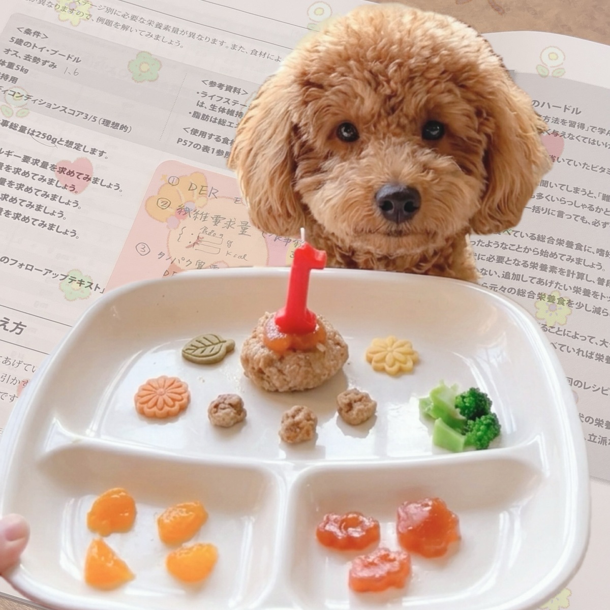 【大人の学び】犬の管理栄養士講座を学んで、愛犬のバースデーをお祝い♪