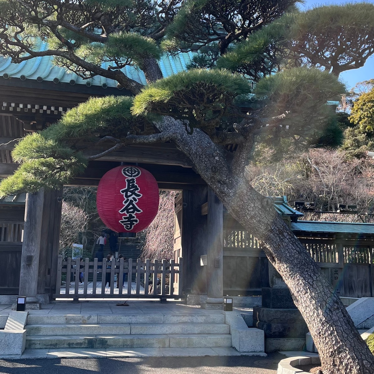 梅が見頃【鎌倉の長谷寺】と古民家カフェへ