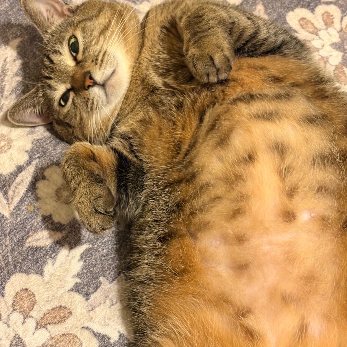 まだまだ寒いですね。。。愛猫たちと過ごす時間がたまらない。