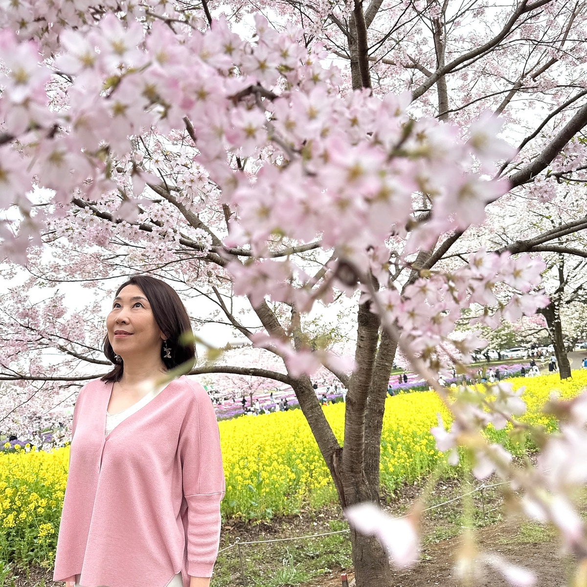 日本さくら名所百選 咲き誇る桜のトンネルへ