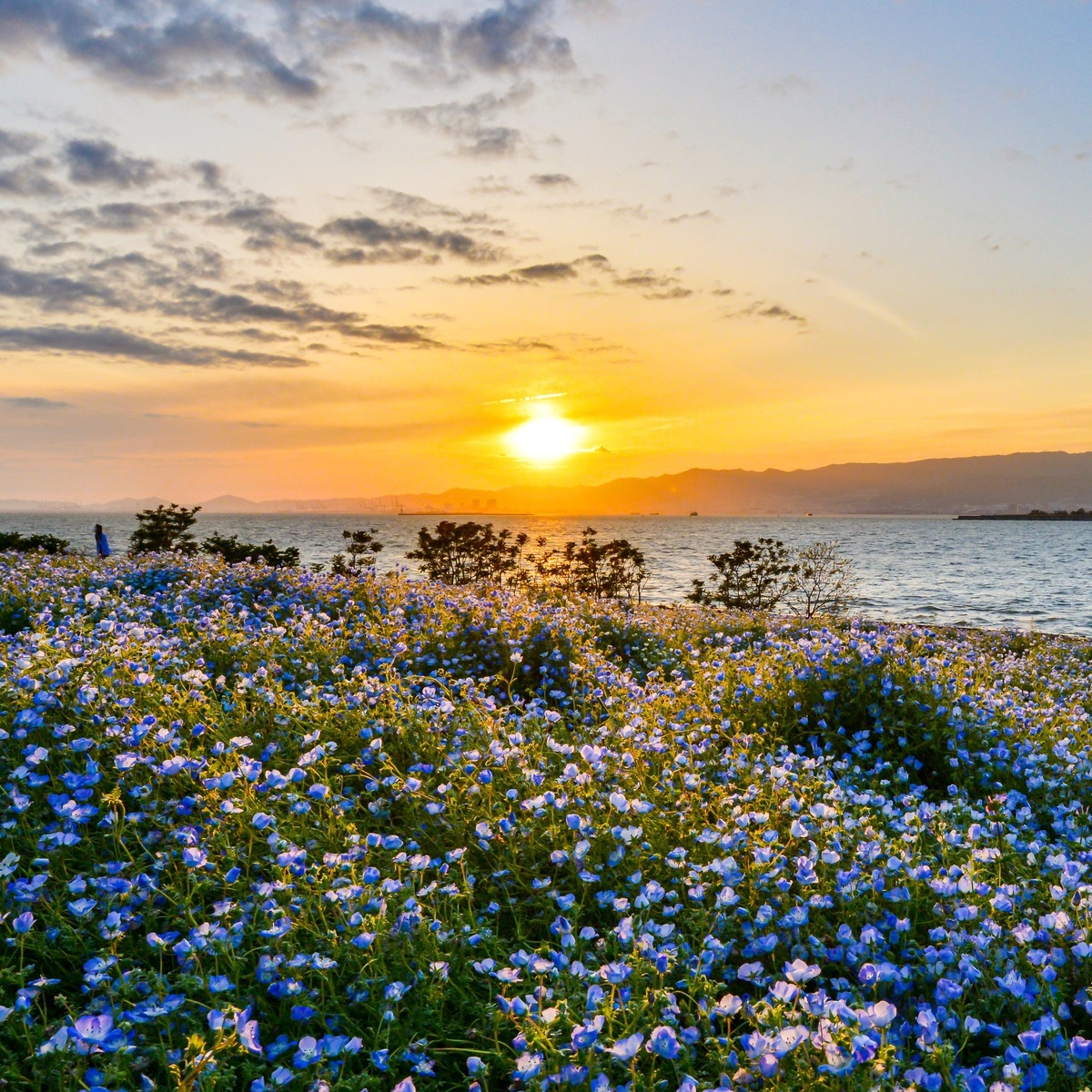 【関西】蜷川実花や絶景も！ ゴールデンウィークおすすめイベント5選