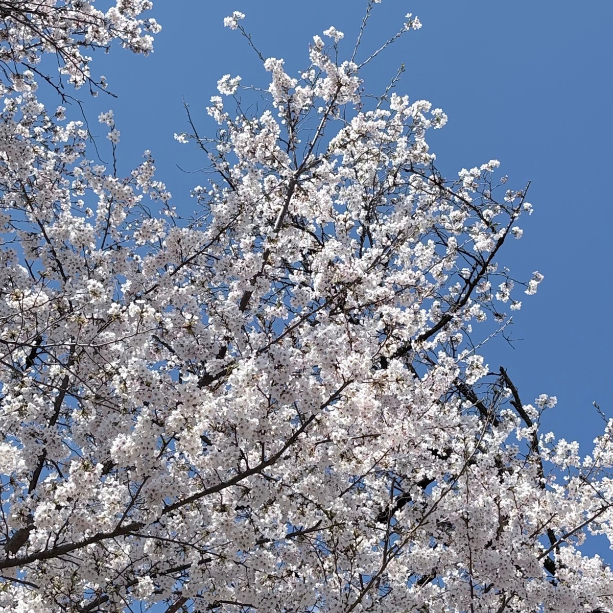 桜と青空のコントラストが美しい季節