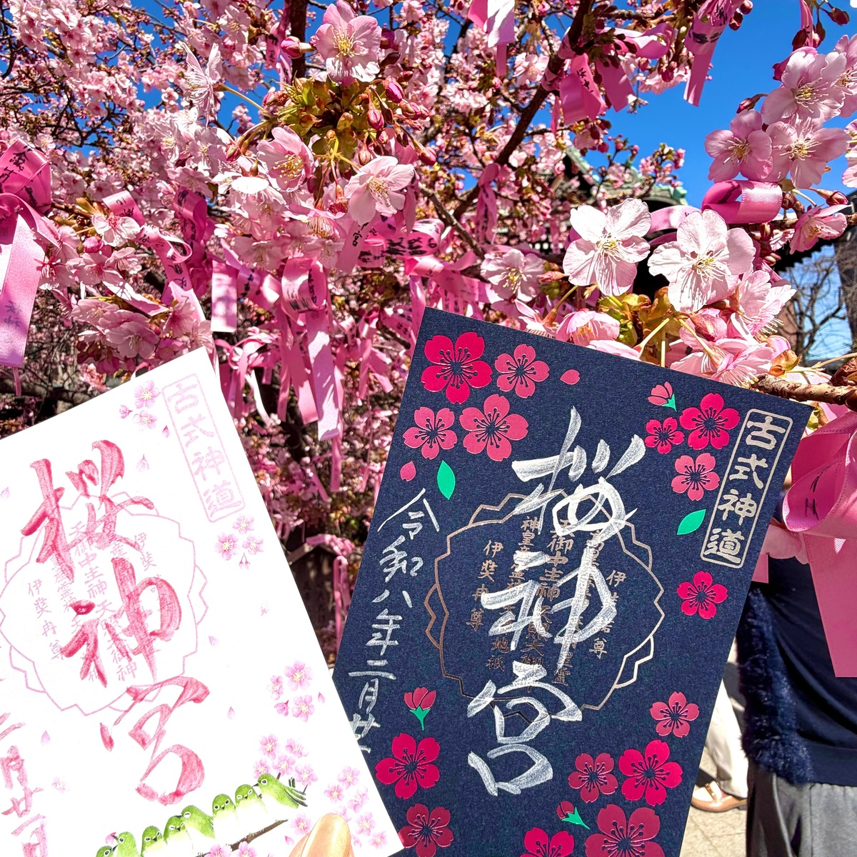 【世田谷の河津桜】春がきた♪ピンクがいっぱいの桜神宮とバームクーヘン食べくらべ。