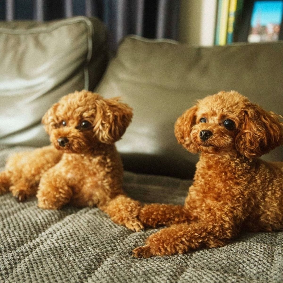 わが家に幸せを運ぶ愛犬 ”ココ＆ナッツ”  妹なっちゃん3歳誕生日！親バカ全開で感謝を綴ります