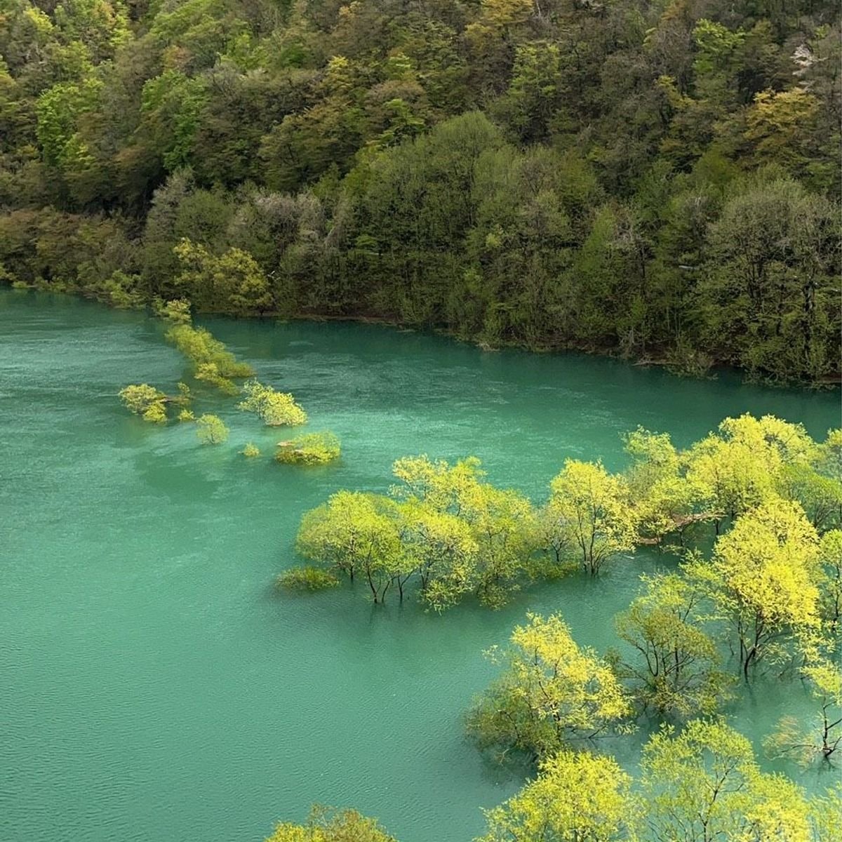 【コバルトブルーの水没林】数年間見られなくなる、秋田県仙北市・鎧畑ダムの神秘的な景色