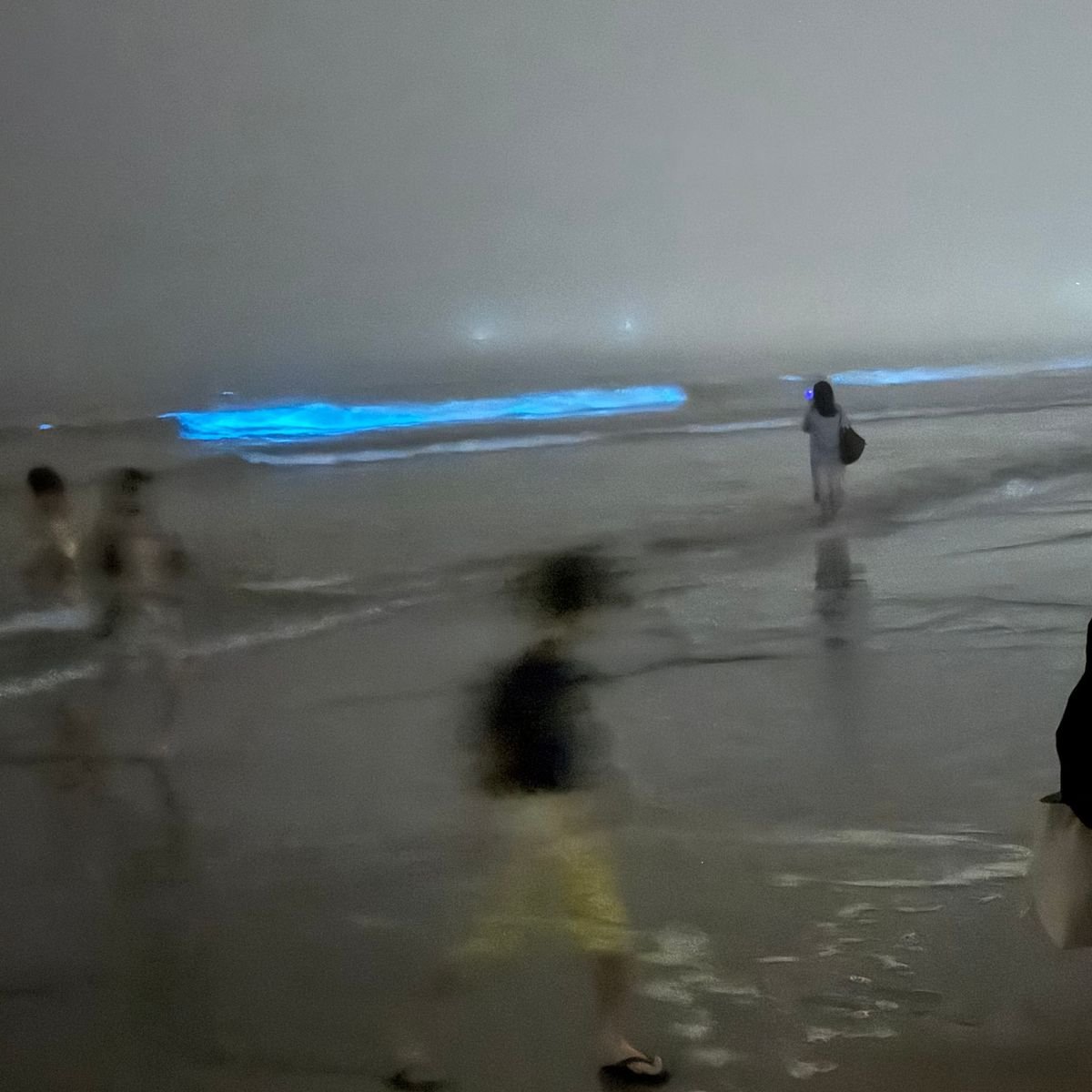 初めて見る青い波。由比ヶ浜の夜光虫
