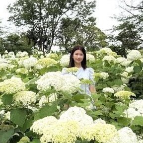 紫陽花✕レトロ建築の絶景散歩 一面のアナベルに包まれて。