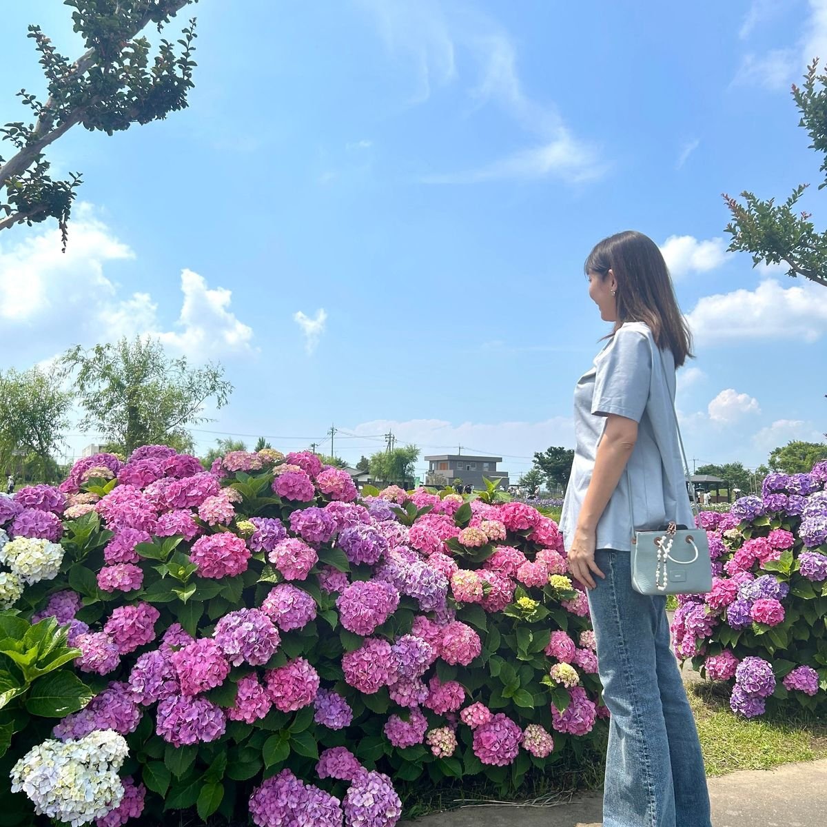 水郷佐原あやめ祭りへ。デニムコーデで色鮮やかなハナショウブや紫陽花などの花めぐり♪