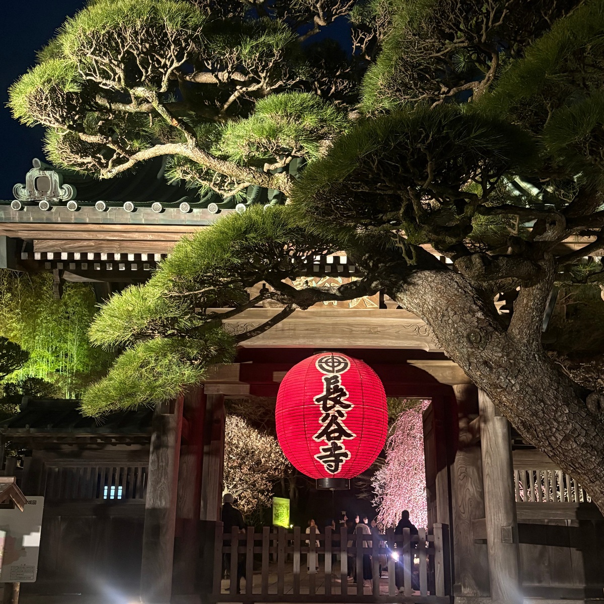 鎌倉　長谷寺の梅のライトアップ