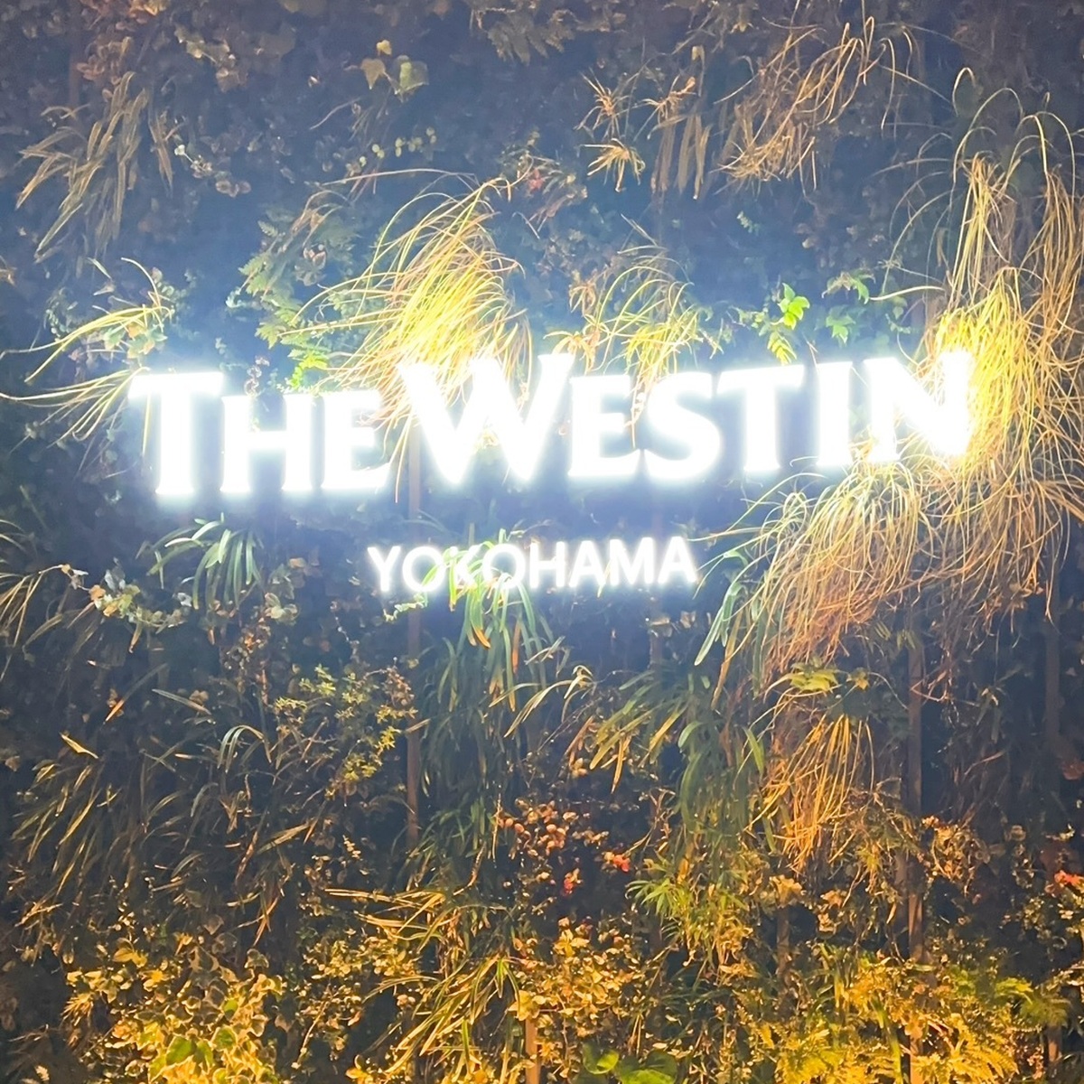 横浜みなとみらいでカジュアルディナー