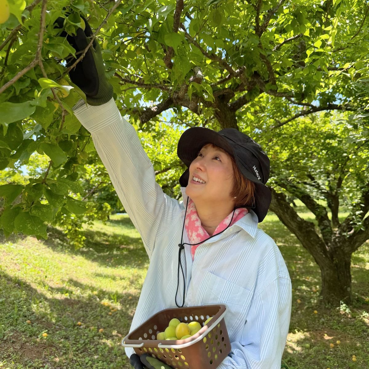 季節を楽しむ梅しごと　今年は梅の収穫からスタート　梅シロップ、梅干し、梅ハイビスカスにチャレンジ