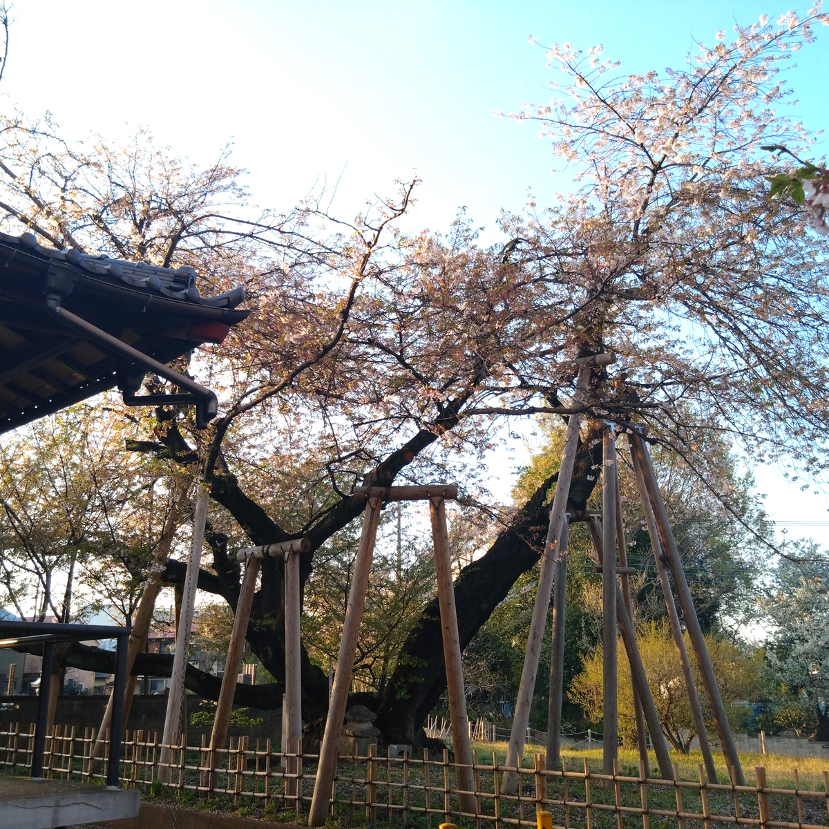 日本五大桜の１つ、「石戸蒲ザクラ」を見に行ってきました！