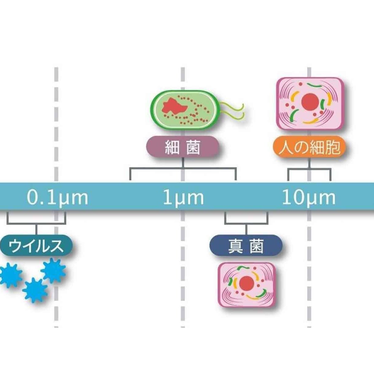 便秘や下痢、倦怠感など…なかなか治らないその不調、お腹のカビが原因かも？内科医の先生が解説！