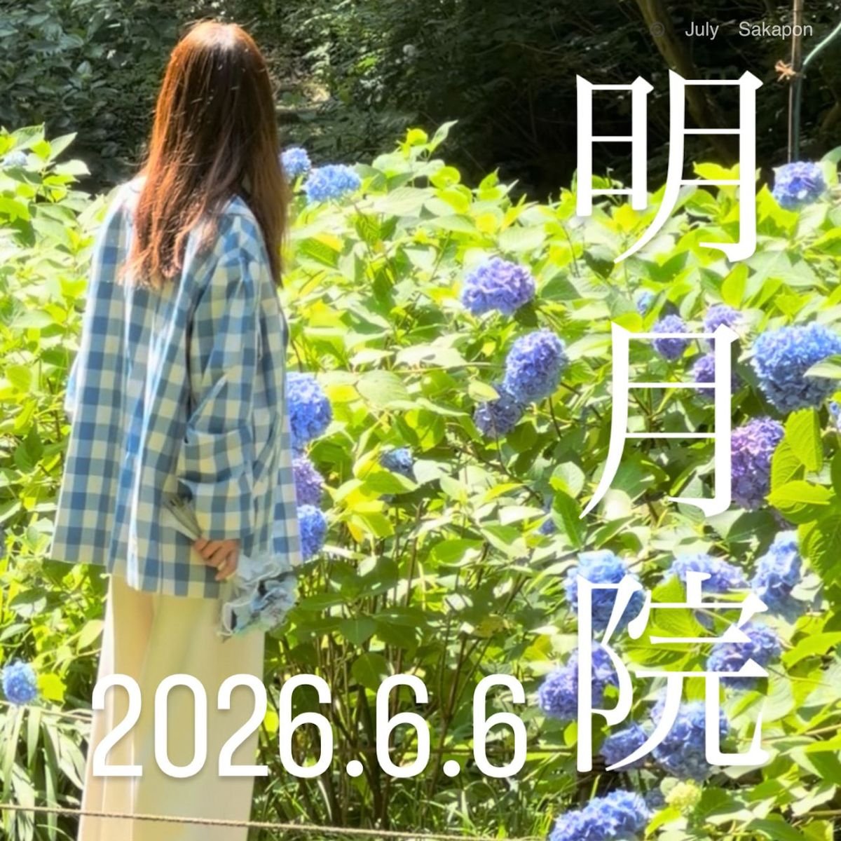 💠鎌倉あじさい💠2026.6.6【明月院ブルー】と花菖蒲の開花情報＆旬のシラス🐟小町通りグルメ