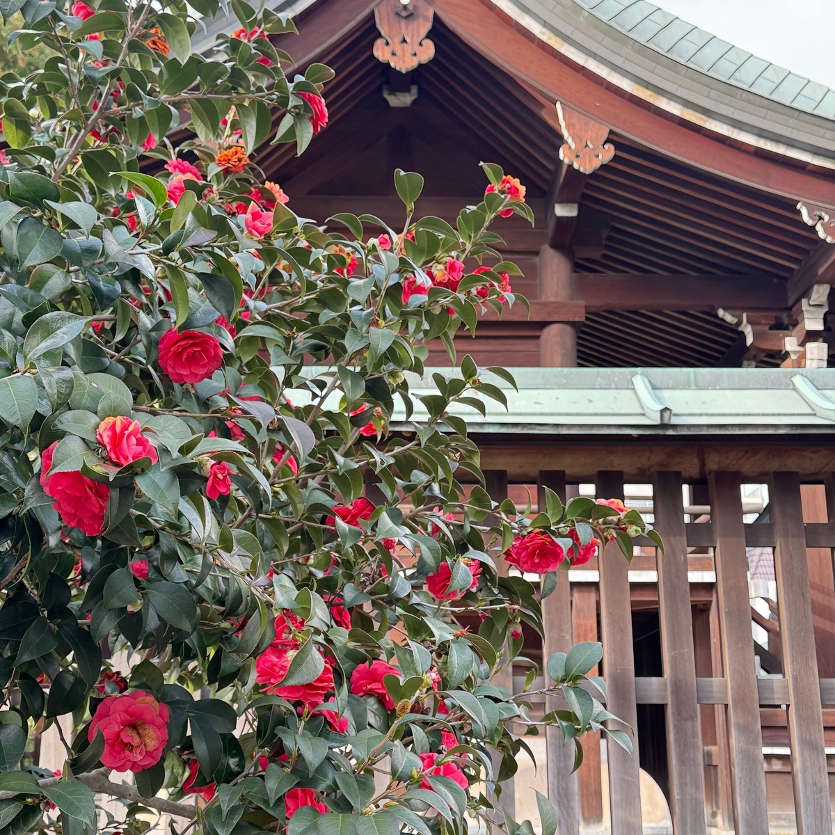 休日の街散歩〜生國魂神社〜