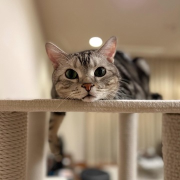 こぼれそう！まさに猫は液体⁉︎