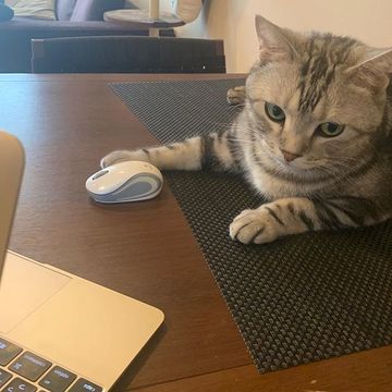 【eclatキャット】邪魔する姿がかわいい！愛猫・アランとのテレワーク生活