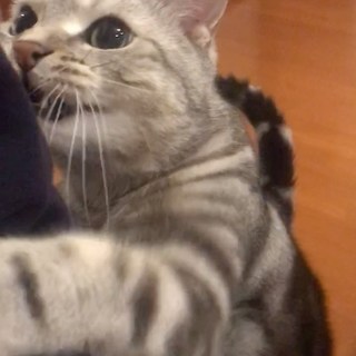 甘えん坊アラン、ママの振り向かせるのに必死すぎる！