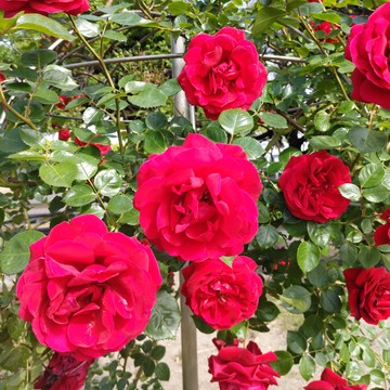 お気に入りの公園で朝散歩