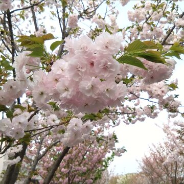造幣局さいたま支局「桜のさんぽ道」