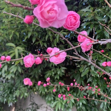 Farewell Blog：今朝の池上梅園と、ちょこっと四国