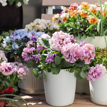 春の訪れ、パンビオの季節が到来