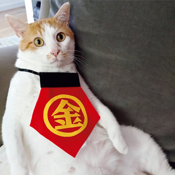 【あの人の溺愛ねこ図鑑 第37回】ホテルオーナー宮田喜代美さんの愛猫、金太郎