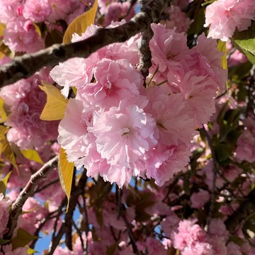 白デニムで出かけよう☆彡　春の散策・・・
